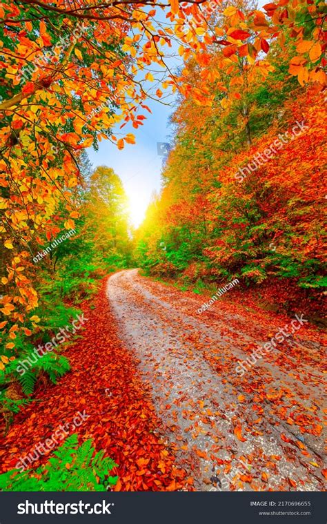 가을의 숲길 가을철의 화려한 숲 풍경 스톡 사진 2170696655 Shutterstock