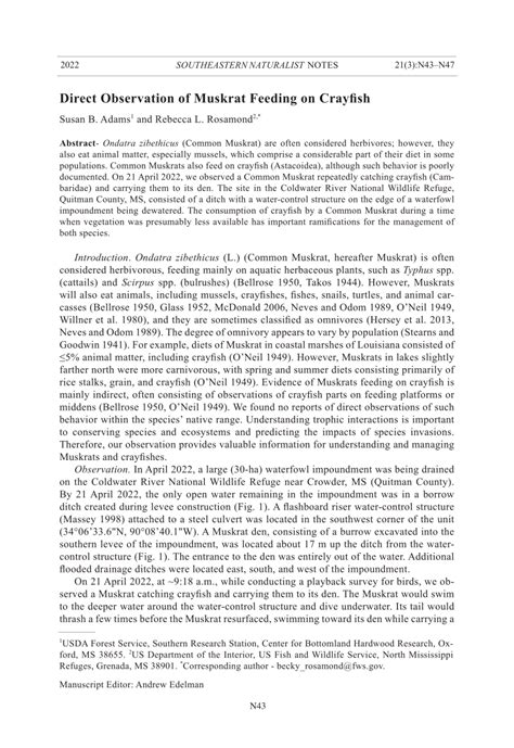 Pdf Direct Observation Of Muskrat Feeding On Crayfish