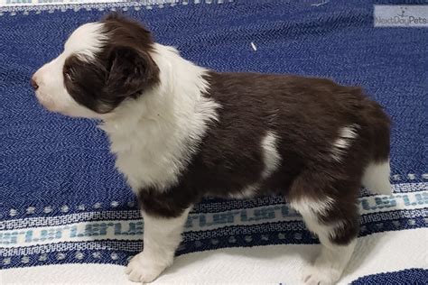 Both parents have wonderful temperaments. Chiquita: Border Collie puppy for sale near Western IL, Illinois. | 30f137dc-2381
