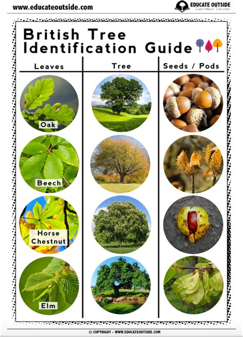British Tree Identification Guide Educate Outside