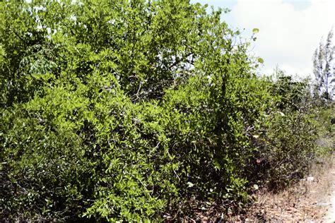 Ximenia Americana Ximeniaceae