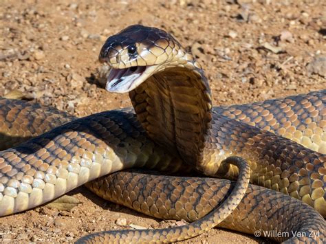 Snouted Cobra Naja Annulifera From Gauteng South Africa Dangerously