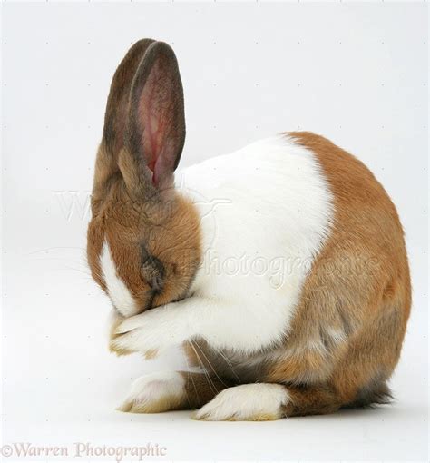 Yellow Dutch rabbit washing her face photo | Dutch rabbit, Rabbit pose