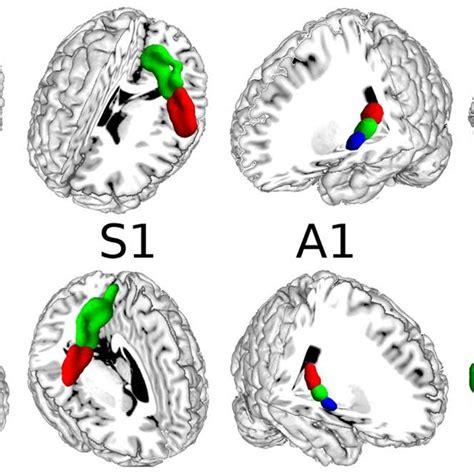 Pdf Parcellation Of The Primary Cerebral Cortices Based On Local