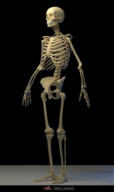 Skeleton Human Free 3d Model Cgtrader