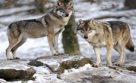 Trump Administration Lifts Endangered Species Protections For Gray Wolf