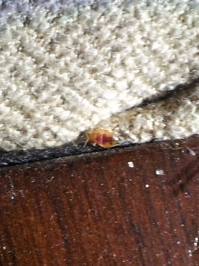 What A Nightmare Bed Bug Infestation Looks Like Worcester Herald