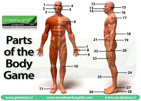 This memory games has audio, images and text which makes it possible to practice spelling, reading, listening and word recognition. Parts of the Body Picture Game - English Vocabulary
