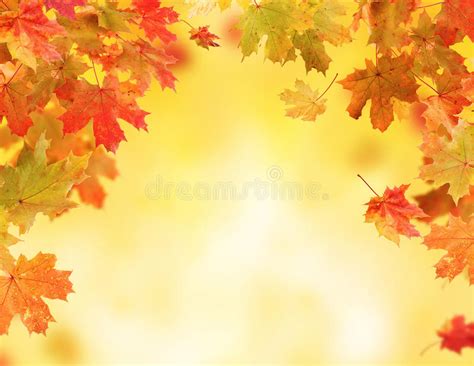 Colorful Autumn Leaves Falling Down Stock Photos Download 460 Royalty