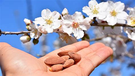 Intro To All In One Almond Tree Prunus Dulcis Self Pollinating Youtube