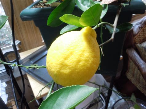 When Do Meyer Lemons Bloom? | Walter Reeves: The Georgia Gardener