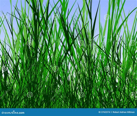 Grass Jungle Stock Images Image 3763374