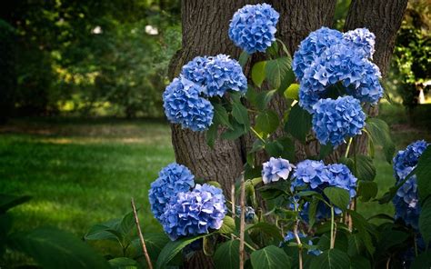 Wallpaper Blue Hydrangea Flowering Tree 1920x1200 Hd Picture Image