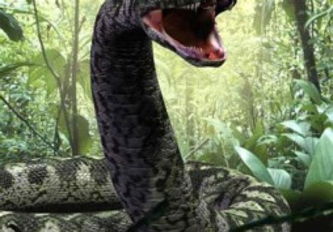 Largest Anaconda In The World