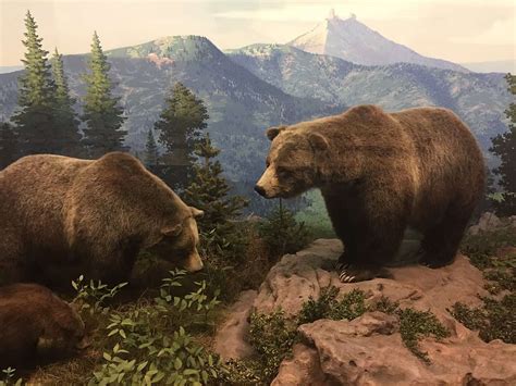 10 Facts About The Colorado Grizzly