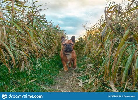 French Bulldog Walking On A Path In The Grass Stock Photo Image Of