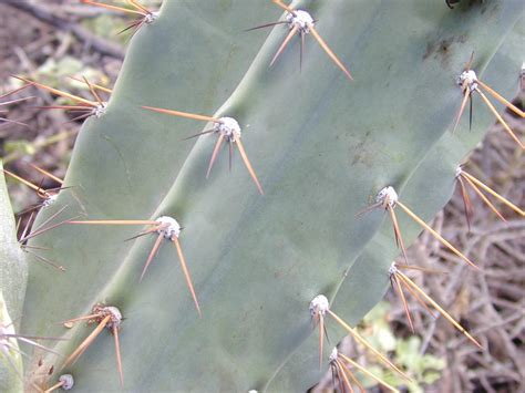 A cactus that is underwatered will display several telltale signs which make diagnosis fairly straightforward. Characteristics of Cacti Plants | Dengarden