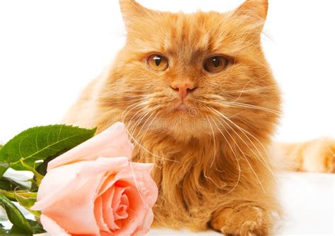 5889 Cat Rose Stock Photos Free And Royalty Free Stock Photos From