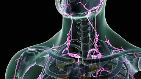 How Can Massage And Exercise Improve Your Lymphatic System Immune System