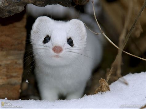 Least Weasel Cute Animals Snow Animals Animals Beautiful