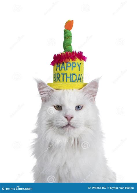 White Cat With Birthday Hat On White Stock Image Image Of Decoration