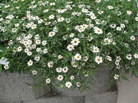 Zinnia Linearis Annual Plants Zinnias Plants