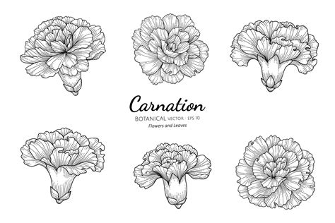 Set Of Carnation Flowers And Leaves Hand Drawn Botanical Illustration