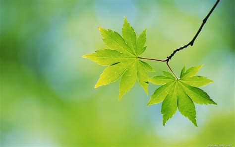 1920x1080px 1080p Free Download Green Maple Leaves Plants Macro Hd