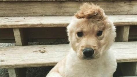 Maybe you would like to learn more about one of these? This adorable 'unicorn' pup has become a star on Instagram and TikTok