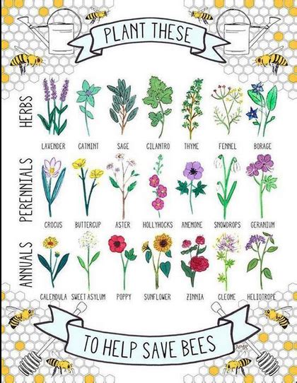 Maybe you would like to learn more about one of these? Zone 5 perennials that attract honeybees and butterflies?