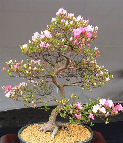 Details About 10 Japanese Flowering Cherry Blossom Sakura Bonsai Seeds