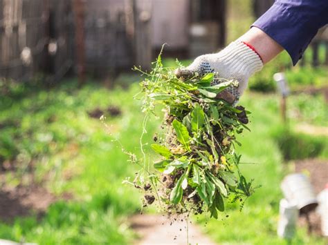 Managing Weeds Ideas For Weed Control In Gardens