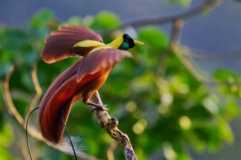 20 Jenis Burung Langka Di Indonesia Lengkap Dengan Gambar