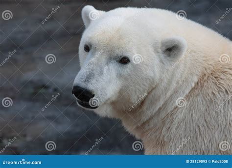 A Polar Bear In A Zoo Stock Image Image Of Bear Sleepy 28129093