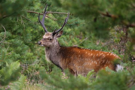 Sika Deer Stag Photographed In Arne Nature Reserve Uk Susanne