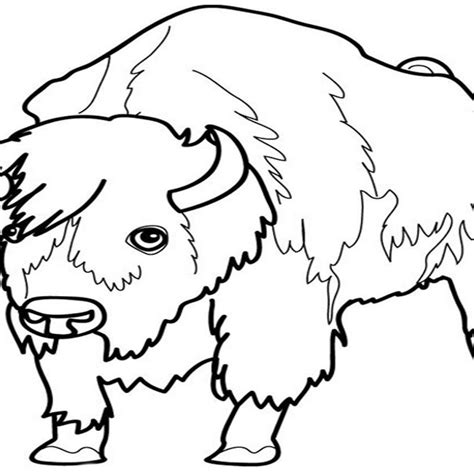 Bison Coloring Sheet Coloring Pages