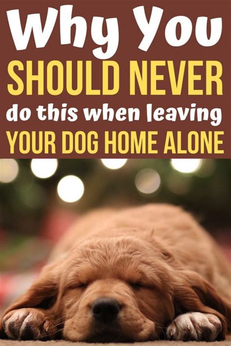 These Are The Things You Do That Hurt Your Dog Even More When Leaving