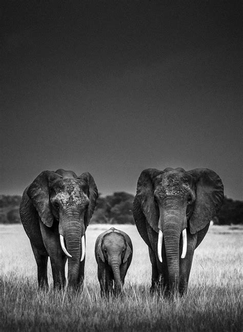 Unbelievable High Contrast Bandw Photos Of African Wildlife