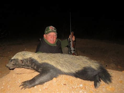 Hunting Honey Badger In South Africa Somerby Safaris