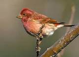 Compare House Finch And Purple Finch Photos