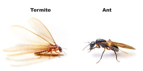 How Can I Tell The Difference Between Ants And Termites Drive Bye