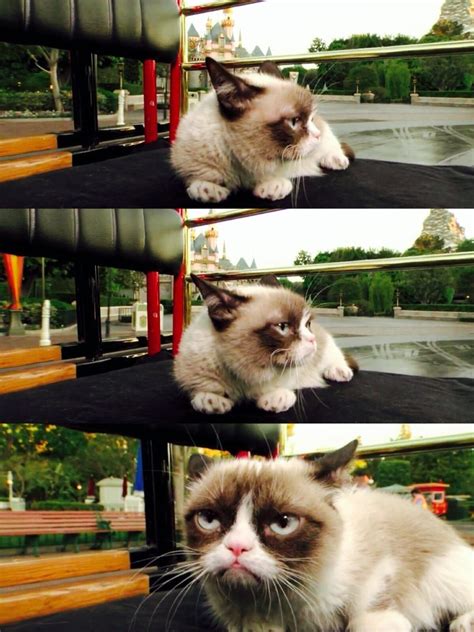 Dolewhipofdisney Grumpy Cat Shows Her Disney Side [x] Tumblr Pics