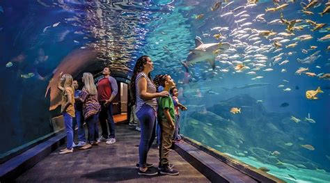 Visit Camdens Adventure Aquarium Member Benefits