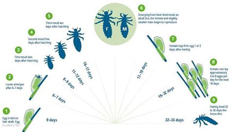 Life Cycle Of Lice Kumeyaay Elementary