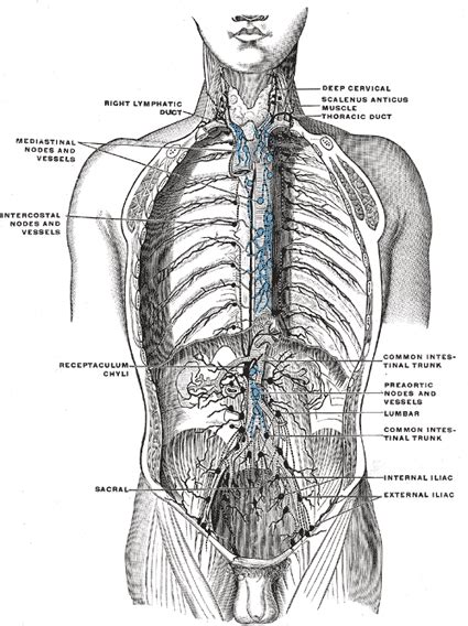 Lymph Node Back Of Neck Anatomy Neurovasculature And Lymph Nodes Of