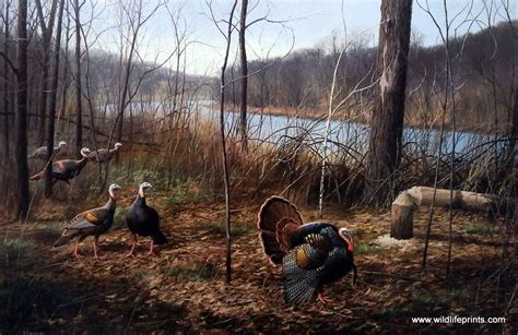 Artist David Maass Unframed Print Rivers Edge Courtship Wild Turkeys