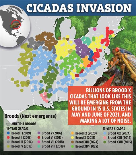 Cicadas 2021 Map Where Are The Brood X Insects Now The Us Sun