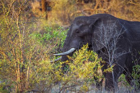 African Bush Elephant In Kruger National Park South Africa Stock Image