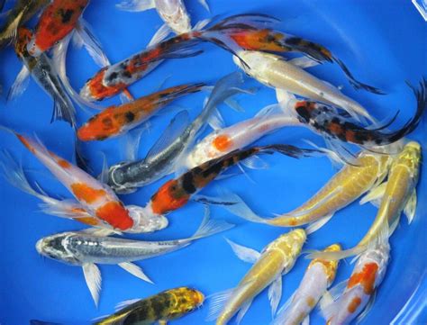 10 pack of 5 inch Butterfly Koi Live fish tank koi pond aquarium lot