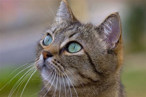 1600x1200 Resolution Adult Brown Tabby Cat With Green Eyes HD
